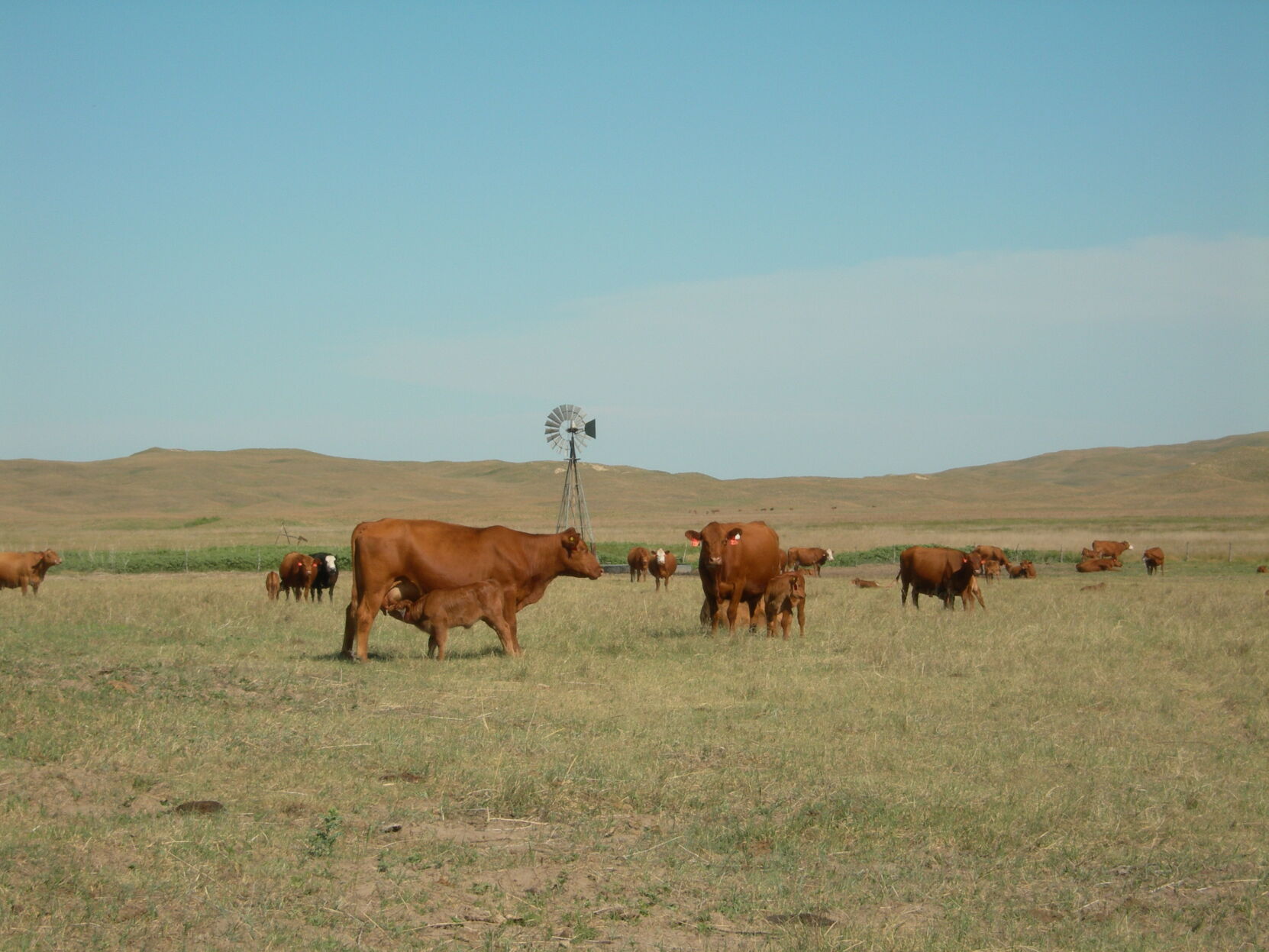 Calves graze